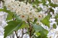 hawthorn